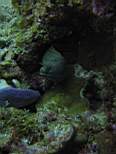 ant07_CB_0196.JPG
