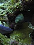 ant07_CB_0197.JPG