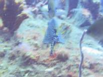 ant07_CB_0210.JPG