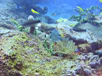 ant07_CB_0212.JPG