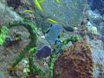 ant07_CB_0214.JPG