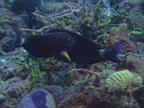 ant07_CB_0215.JPG