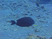 ant07_CB_0216.JPG