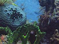ant07_CB_0218.JPG