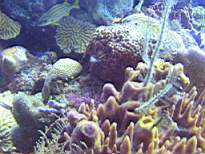 ant07_CB_0219.JPG