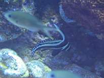 ant07_CB_0220.JPG