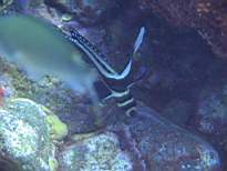 ant07_CB_0221.JPG