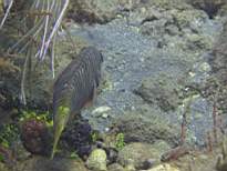 ant07_CB_0225.JPG
