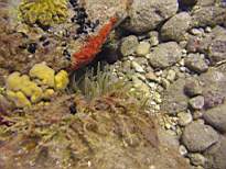 ant07_CB_0226.JPG