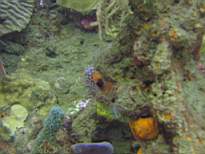 ant07_CB_0228.JPG