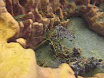ant07_CB_0234.JPG