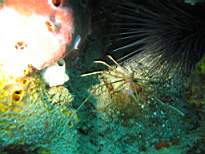 ant07_CB_0243.JPG