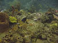 ant07_CB_0244.JPG