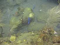 ant07_CB_0245.JPG