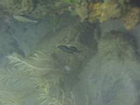 ant07_CB_0248.JPG