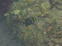 ant07_CB_0249.JPG