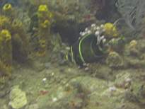 ant07_CB_0250.JPG