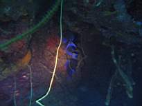 ant07_CB_0259.JPG