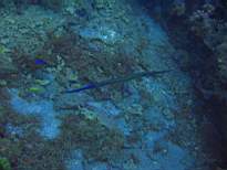 ant07_CB_0263.JPG