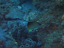 ant07_CB_0264.JPG