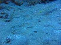 ant07_CB_0265.JPG
