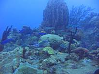 ant07_CB_0266.JPG