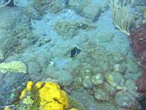 ant07_CB_0268.JPG