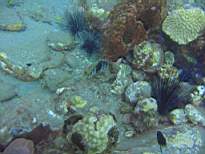 ant07_CB_0269.JPG
