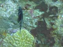 ant07_CB_0270.JPG