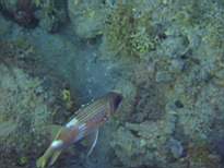 ant07_CB_0271.JPG