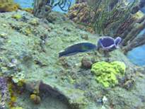 ant07_CB_0274.JPG