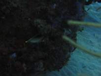 ant07_CB_0275.JPG