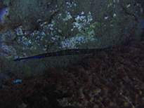 ant07_CB_0279.JPG