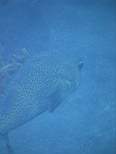 ant07_CB_0286.JPG