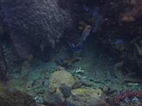 ant07_CB_0833.JPG