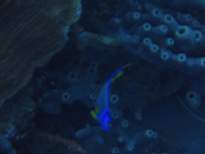 ant07_CB_0836.JPG