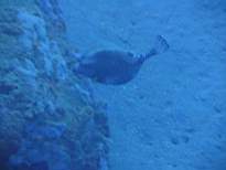 ant07_CB_0840.JPG