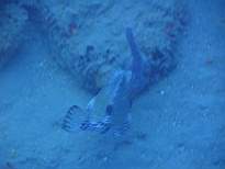 ant07_CB_0841.JPG