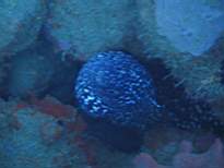 ant07_CB_0842.JPG