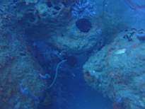 ant07_CB_0846.JPG