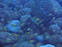ant07_CB_0851.JPG