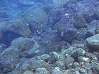 ant07_CB_0853.JPG