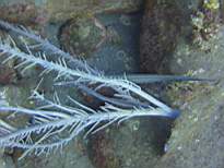 ant07_CB_0854.JPG