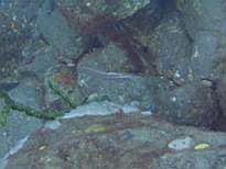 ant07_CB_0855.JPG