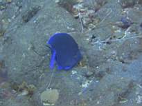 ant07_CB_0856.JPG