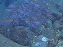 ant07_CB_0858.JPG