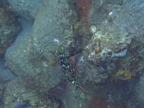 ant07_CB_0859.JPG