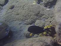 ant07_CB_0867.JPG
