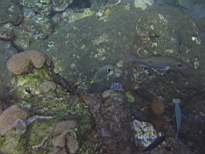 ant07_CB_0868.JPG