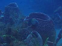 ant07_CB_0873.JPG